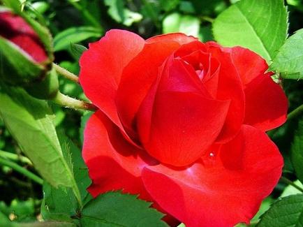 Красная роза - цветок Англии